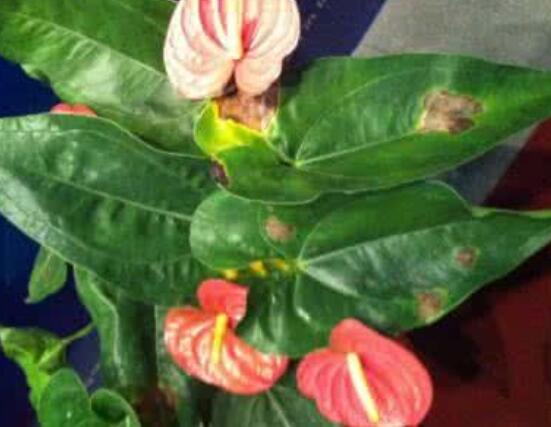 紅掌葉子發(fā)黃焦邊干枯是怎么回事，教你最直接有效三種解決措施