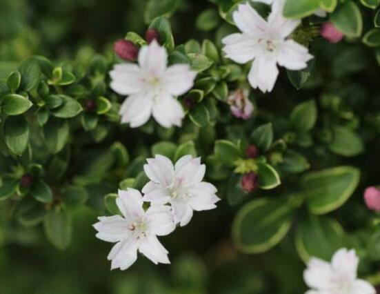 六月雪葉子發(fā)黑脫落怎么辦，做好三個要點(diǎn)即可恢復(fù)綠意