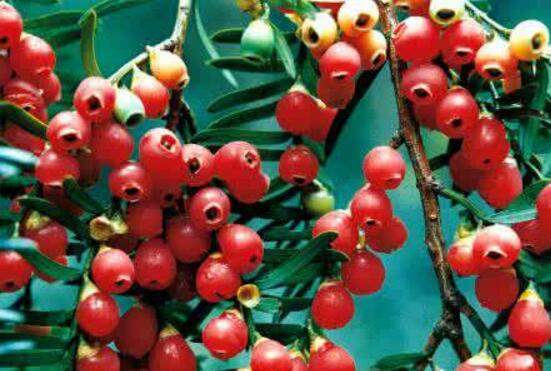 紅豆杉怎么換盆，三個簡單方法教你輕松學會