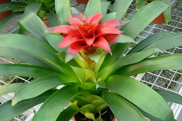 鴻運(yùn)當(dāng)頭的花為什么不紅了