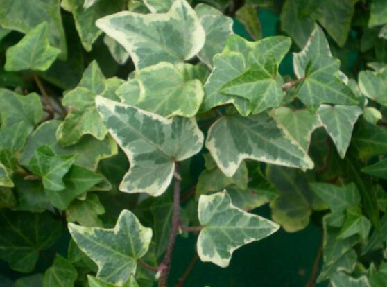 常春藤晚上能放臥室嗎，能/凈化空氣、舒緩身心、擋煞驅(qū)煞