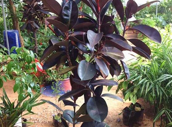 橡皮樹幾月份砍頭好，6-7月是最佳砍頭時(shí)間