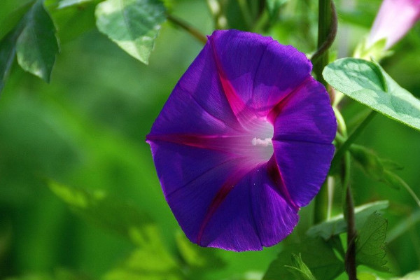 牽牛花種子怎么種