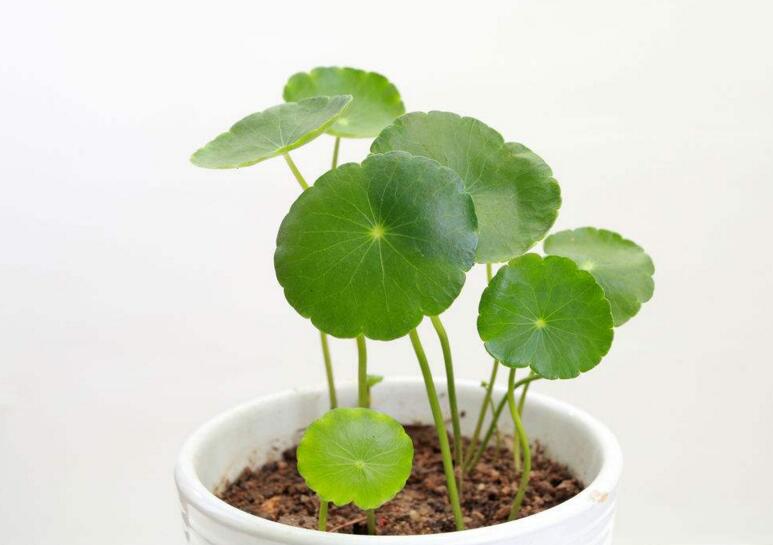 銅錢草怎么種，4個養(yǎng)殖方面要注意