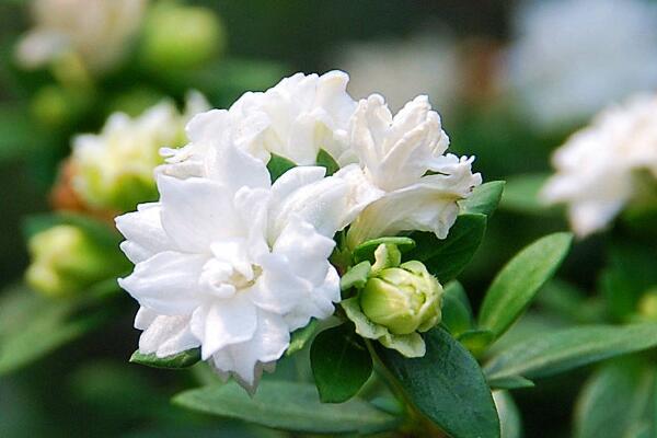 六月雪干葉子怎么回事