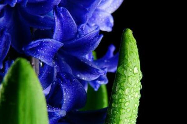 風信子的分球繁殖法，四個步驟學會分球繁殖風信子