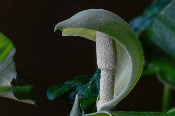 水培滴水觀音能養(yǎng)魚(yú)嗎