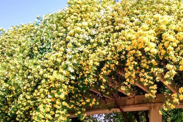 木香和九里香的區(qū)別