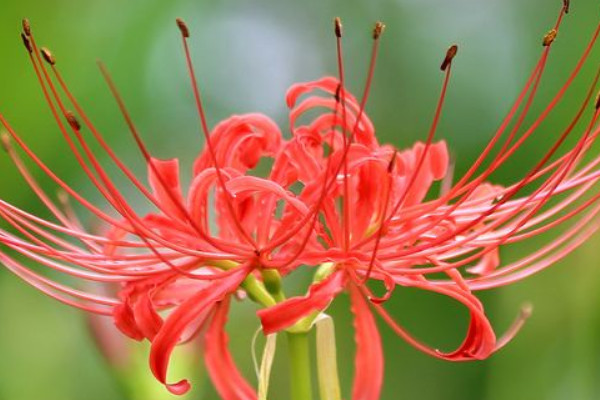 彼岸花什么時(shí)候可以移盆