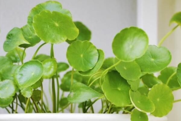 銅錢草除甲醛嗎，能/但除甲醛效果一般