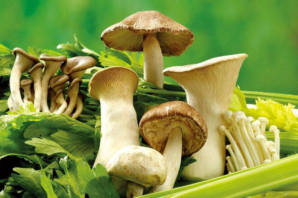 食用菌栽培技術(shù)