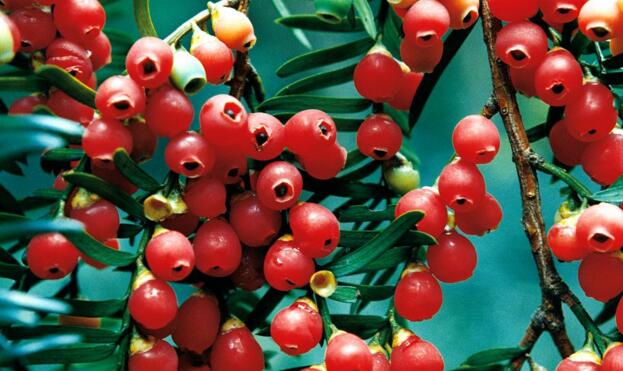 紅豆杉爛根怎么辦，澆水過多是爛根主要原因之一