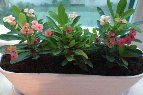 虎刺梅幾天澆一次水，四季澆水頻率各不相同