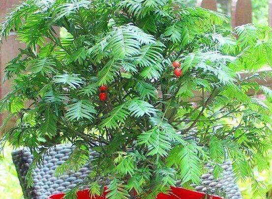 紅豆杉適合室內(nèi)養(yǎng)嗎，具有凈化空氣、延年益壽作用