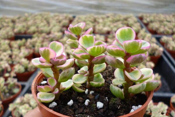 雅樂之舞掉葉子怎么辦，四種原因以及解決方法