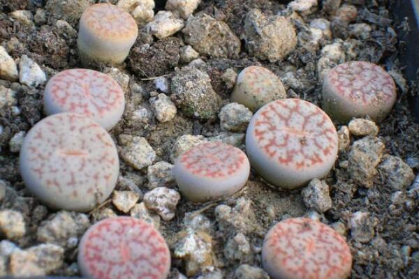 生石花怎么修根，剪去老弱病殘的根系