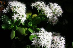 燕子掌幾年開花，需要養(yǎng)殖3年以上才能開花