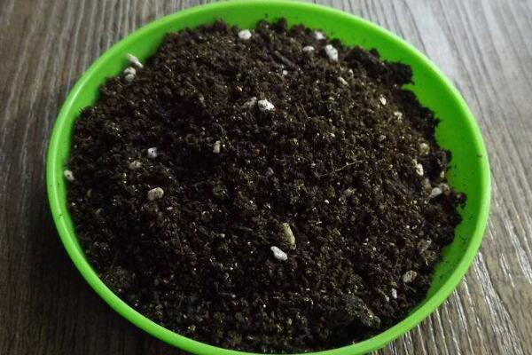 櫻花栽植技術(shù)及方法，栽植之前一定要修剪植株的根部