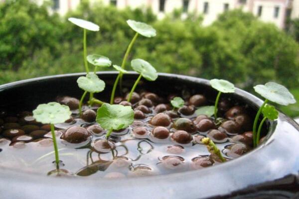 銅錢草開(kāi)花了怎么辦，分為留種處理和不留種處理