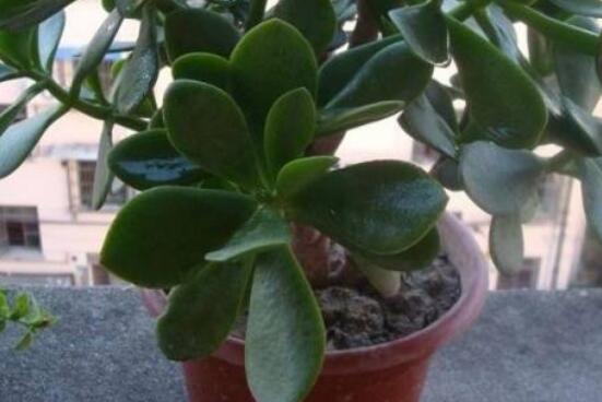 燕子掌用大盆還是小盆，大株用大一號盆/小株用小一號盆