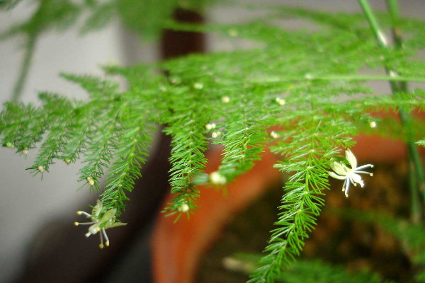 文竹為什么長(zhǎng)藤，正常生長(zhǎng)發(fā)育的過(guò)程