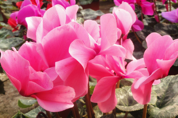 仙客來(lái)秋天什么時(shí)候發(fā)芽