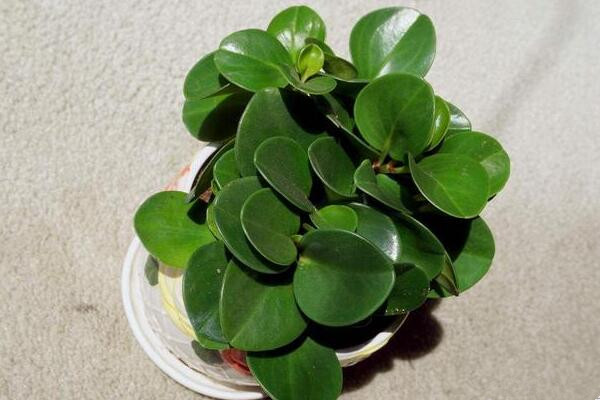 碧玉花葉子發(fā)黃怎么辦，5種原因以及解決方法