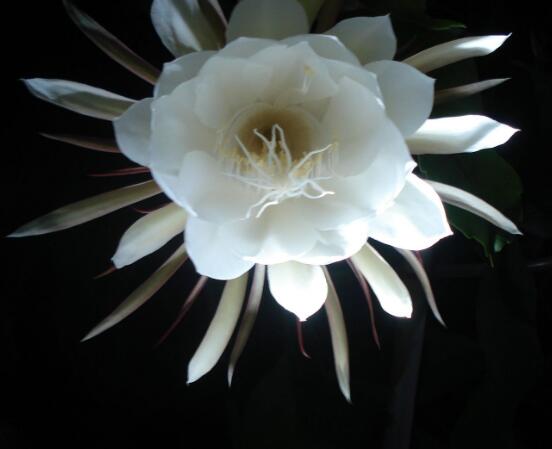 曇花開代表什么預(yù)兆，預(yù)兆著好事成雙、喜事臨門