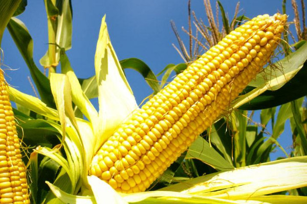 玉米開(kāi)花后幾天成熟