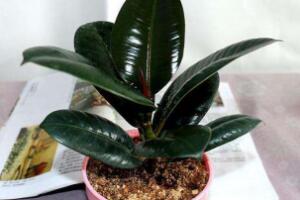 橡皮樹對(duì)人身體有害嗎，橡皮樹的作用和功效