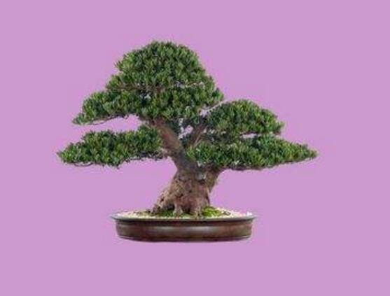 羅漢松怎么修剪，羅漢松修剪方法