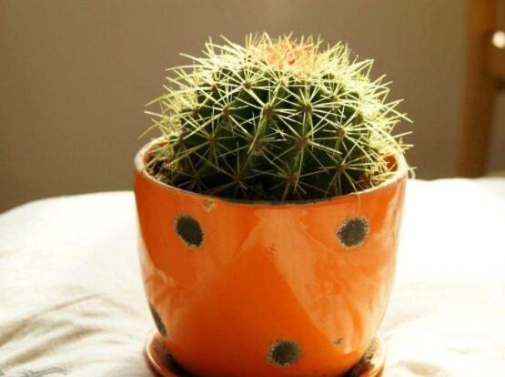 仙人球花語象征與寓意，堅強、溫暖、柔弱、孤獨