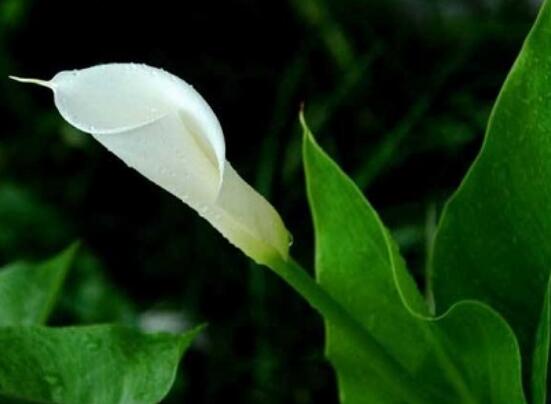 馬蹄蓮的繁殖方法圖解，詳解三種存活率最高常用方法