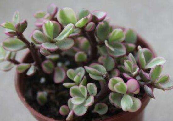 雅樂之舞怎么養(yǎng)出粉色，盆土合理/肥水結合/光照溫度適當