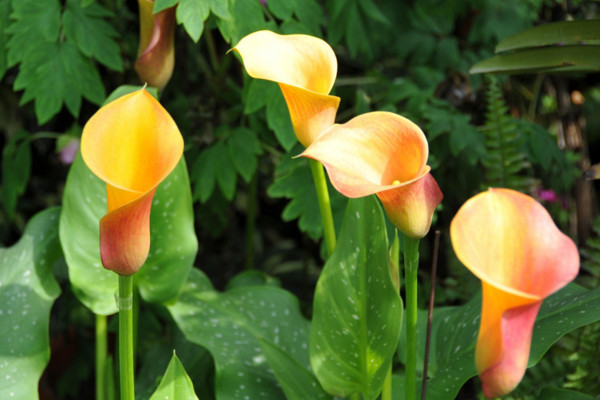 海芋花和馬蹄蓮的區(qū)別，海芋花花色單一并不豐富