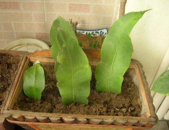 橡皮樹扦插，教你六大基本步驟快速生根發(fā)芽(30天)