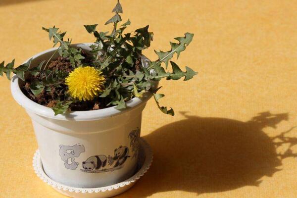 蒲公英怎么養(yǎng)，蒲公英養(yǎng)殖5大要點(diǎn)