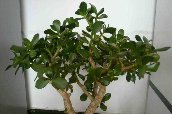 玉樹(shù)葉子發(fā)黃的處理方法，四種原因以及處理方法