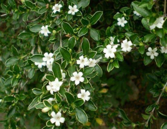 六月雪葉子發(fā)黑脫落怎么辦，做好三個要點(diǎn)即可恢復(fù)綠意