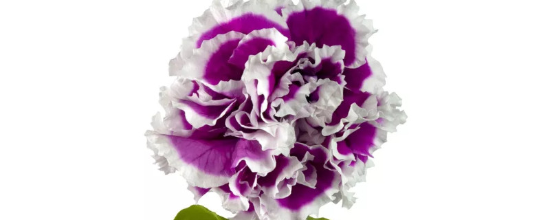 康乃馨能水養(yǎng)嗎