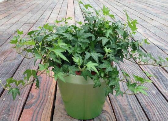 常春藤怎么養(yǎng)長得快，常春藤的養(yǎng)殖方法