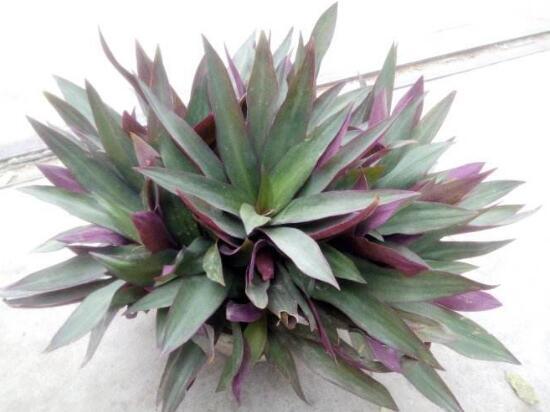 紫背萬年青有毒嗎，有毒的萬年青是哪種