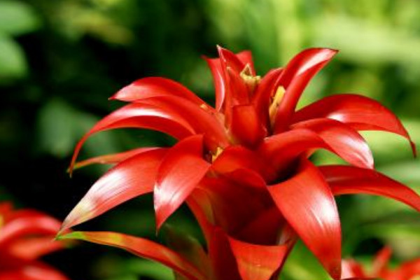 鴻運當(dāng)頭怎么養(yǎng)才開花