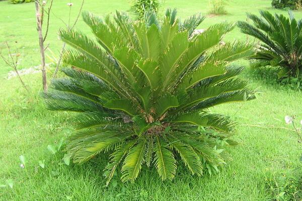 為什么家里不能養(yǎng)鐵樹(shù)，帶刺容易誤傷小孩