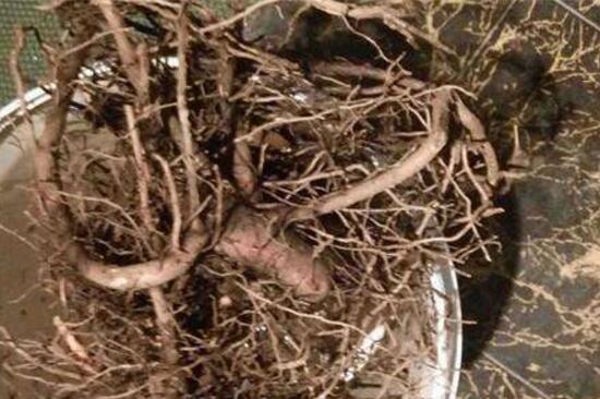 平安樹爛根怎么辦，平安樹爛根處理方法