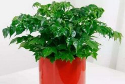 幸福樹的圖片，品種以及價(jià)值介紹