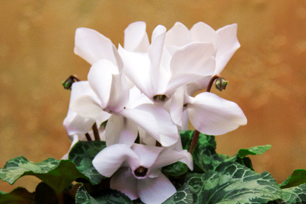 仙客來(lái)怎么修剪