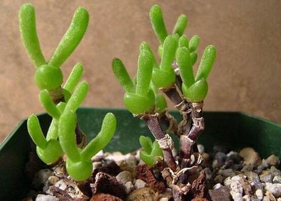 碧光環(huán)秋天怎么養(yǎng)，教你五點(diǎn)重要方法生長(zhǎng)碧綠