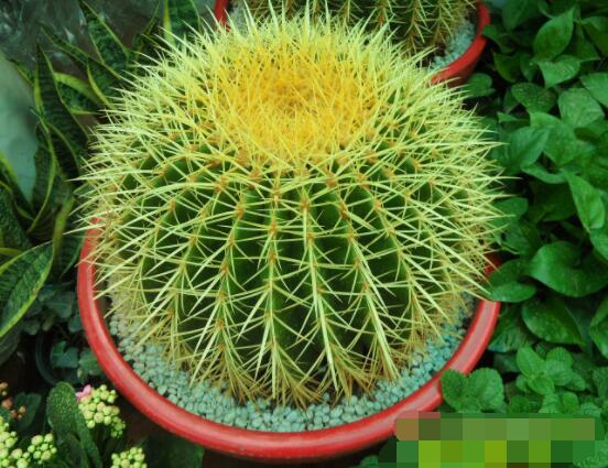 仙人球怎么施肥才正確，老農(nóng)總結一年四季施肥方法