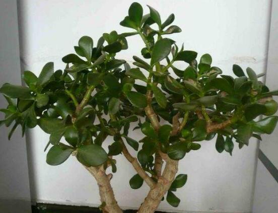 玉樹(shù)怎么澆水效果最好，不干不澆、澆則澆透